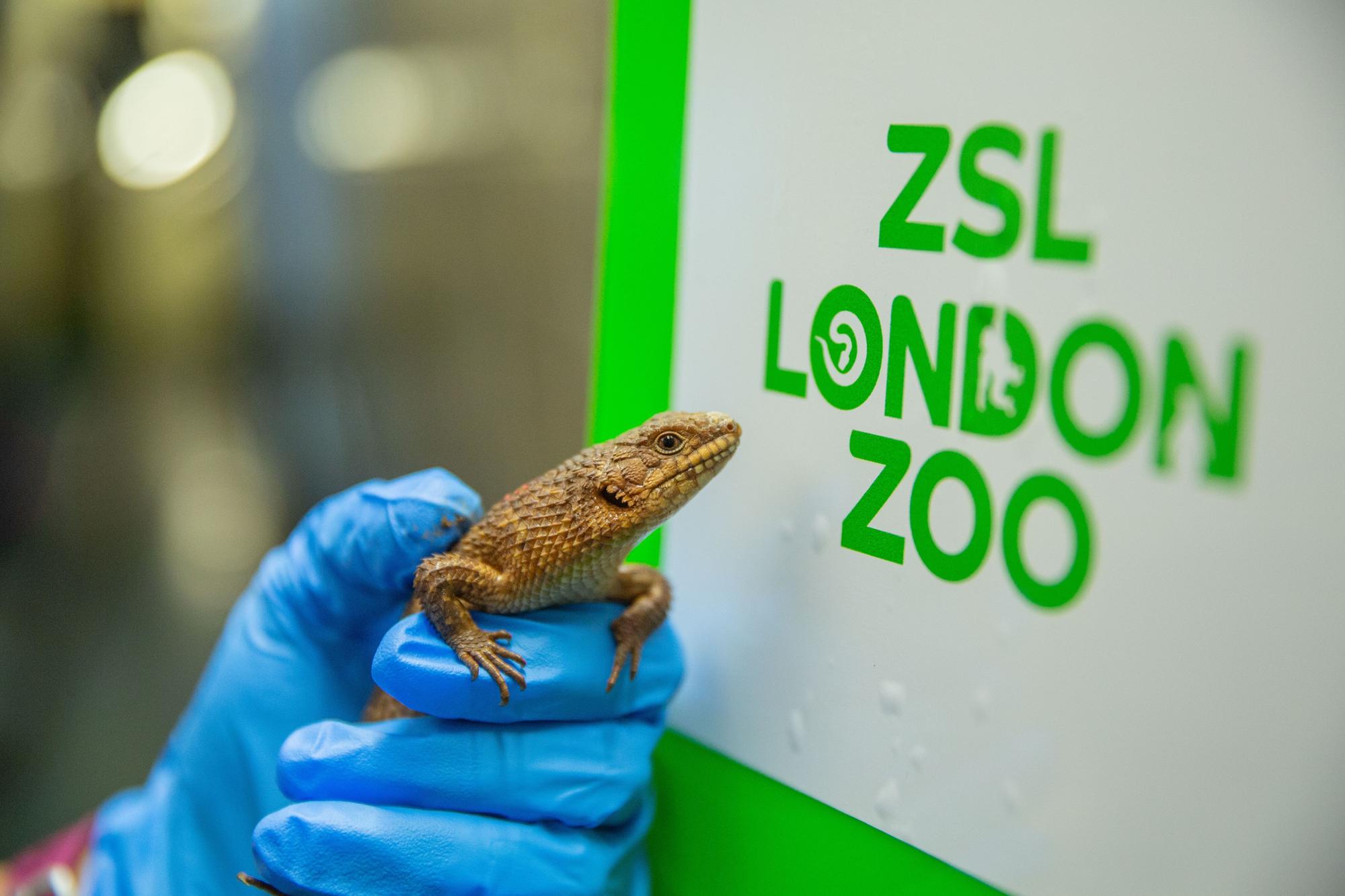 Zookeeper Charli Ellis holding a Gidgee skink during the ZSL London Zoo annual stocktake.