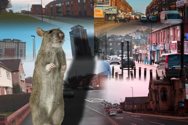 We look at the number of rodent reports across the different areas of Sunderland.