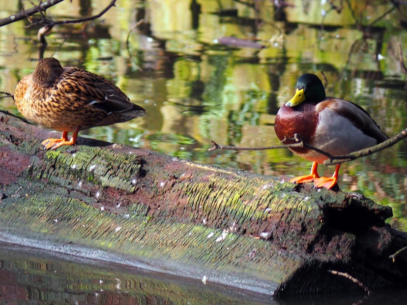 Nice weather for ducks!