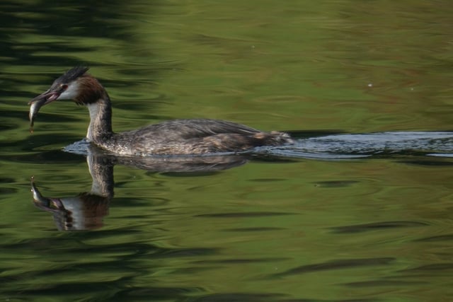 Great Crested Grebe with a small perch  to feed to its chicks