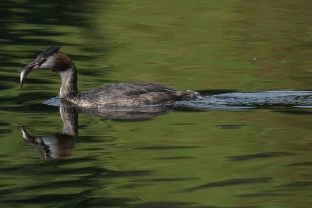 Great Crested Grebe with a small perch to feed to its chicks