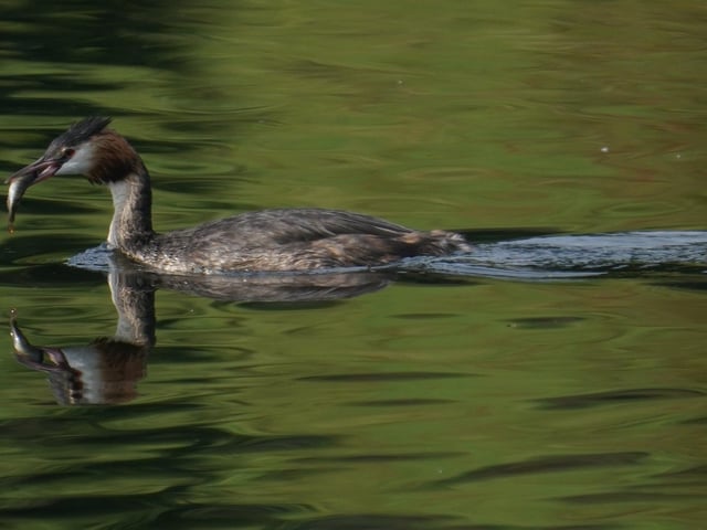 Great Crested Grebe with a small perch to feed to its chicks
