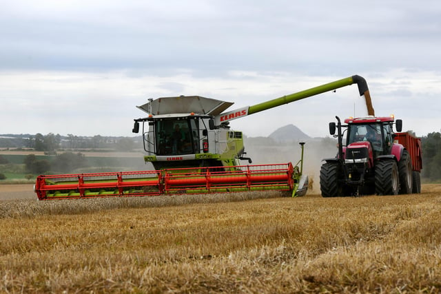 Wheat harvest at Wheatrig Farm, Longniddry. North Berwick Law Hill in the background.
