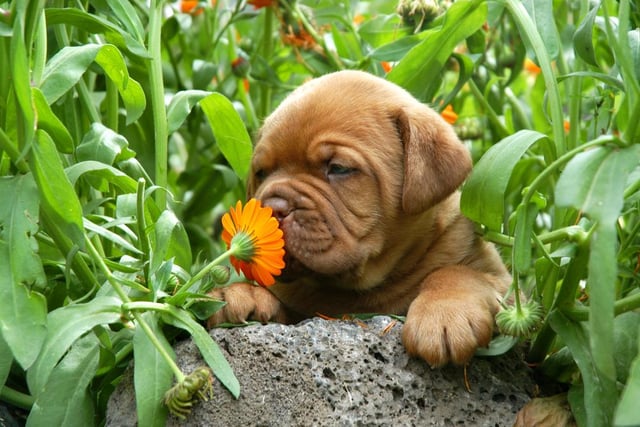 Dogue De Bordeaux puppies will set you back £1,159.00, a rise of 47.98% on last year.