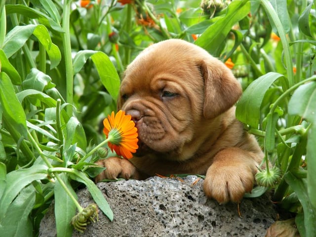 Dogue De Bordeaux puppies will set you back £1,159.00, a rise of 47.98% on last year.