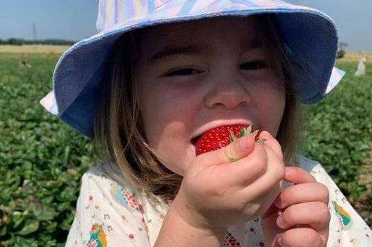 A young girl enjoying strawberry picking - from @together_at_sunset