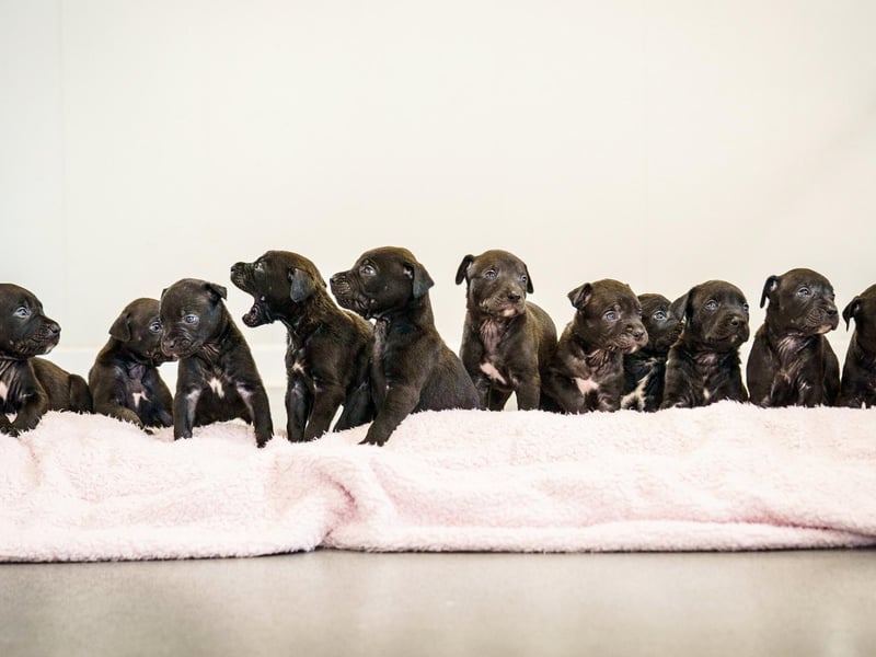 A huge litter of puppies at Chesterfield RSPCA Rescue centre all looking for a new home.