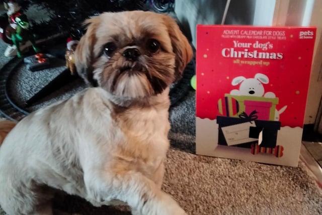 Eevee tucks into her advent calendar treats.