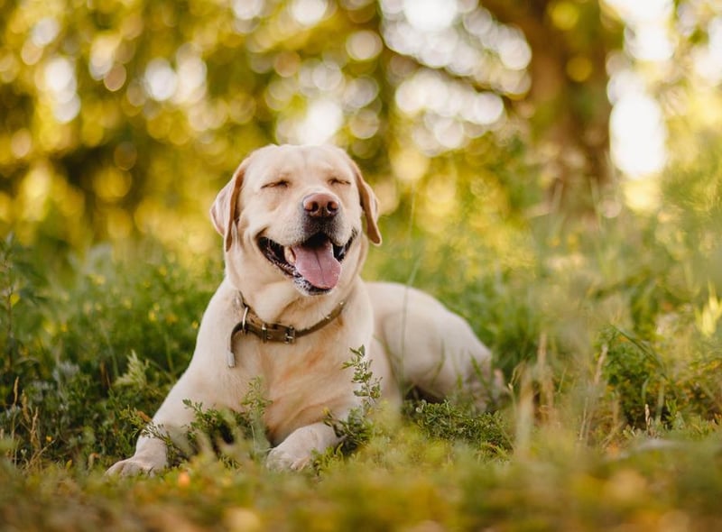 Labrador retrievers were second most popular. Even-tempered and gentle, labradors have a reputation as a great option for families.