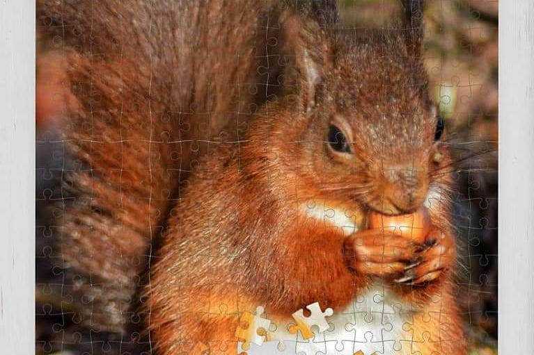 A 1000 piece puzzle of a Northumberland red squirrel.