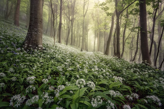 Landscape Photographer of the Year overall winner. Chris Frost Woolland Woods. Dorset, England.