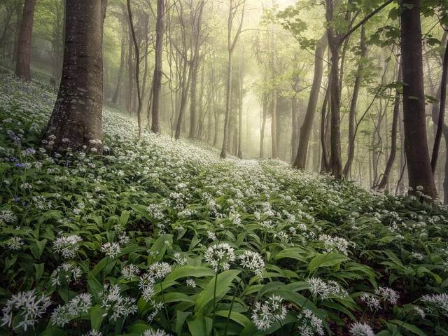 Landscape Photographer of the Year overall winner. Chris Frost Woolland Woods. Dorset, England.