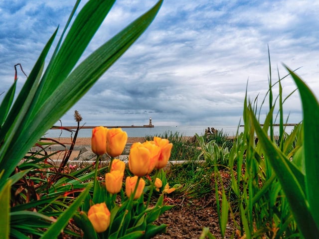A splash of colour thanks to these spring tulips.