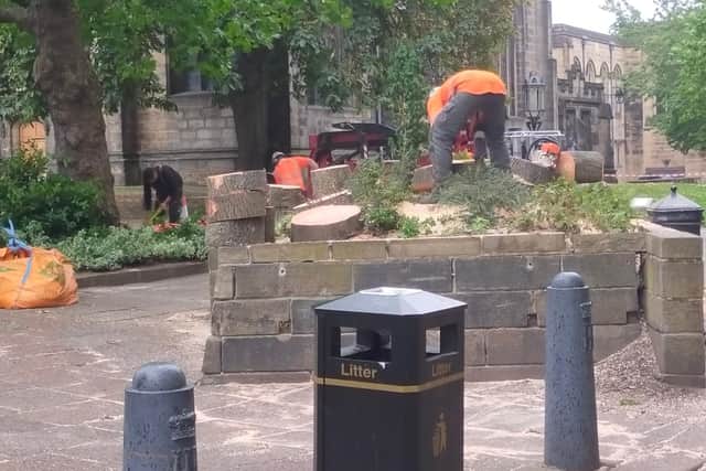 A prominent tree outside Sheffield Cathedral was cut down this week because it was infected with a fungal disease.