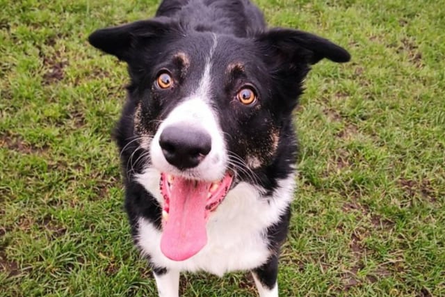 The second half of the dynamic duo, Tom is a little more reserved than Toby, but when he gets to know you he is particularly loving and likes being fussed over. Tom is not a typical collie, and acts a lot older than he actually is, so he is happy going for regular walks and running around playing with Toby.