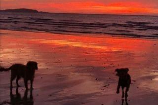 Kirsty Jurecki took this shot of sunrise with her dogs