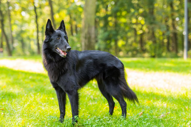 The Belgian Sheepdog is elegant and intelligent (Photo: Shutterstock)