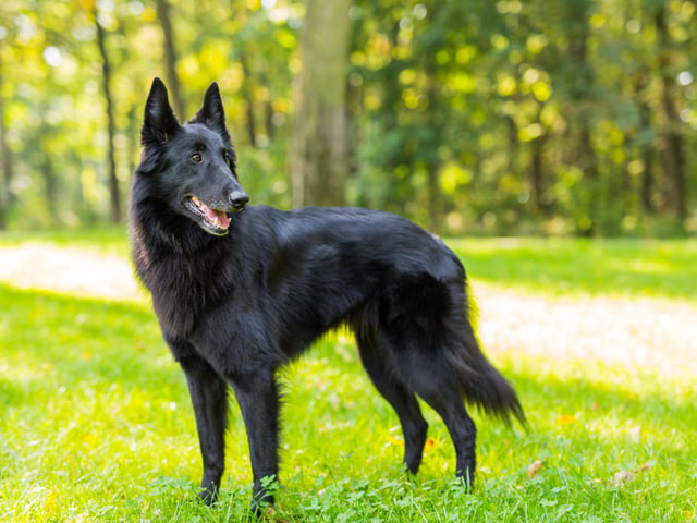 The Belgian Sheepdog is elegant and intelligent (Photo: Shutterstock)