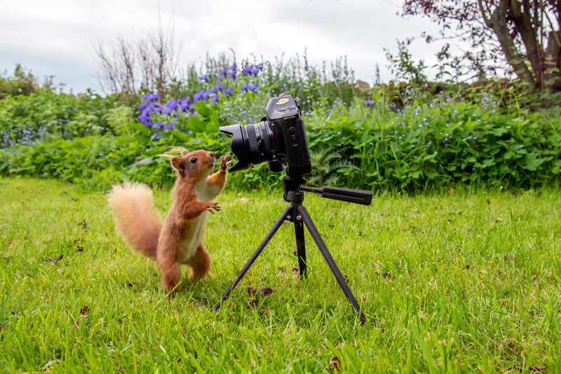 A squirrel sees his own reflection in the camera lens.