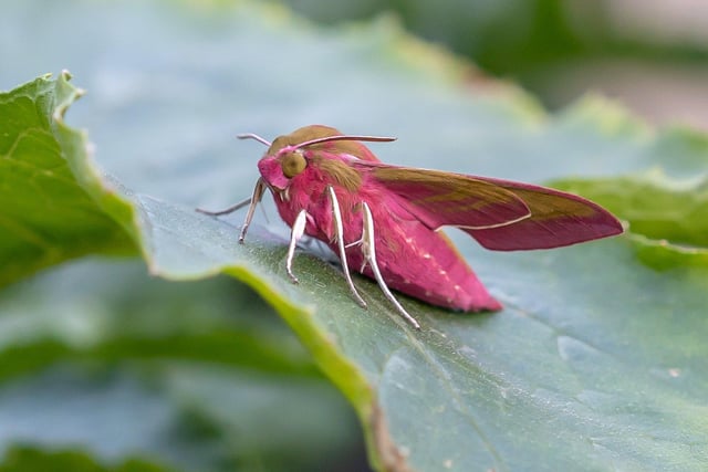 Hoghly commended - Elephant hawk moth in Leigh on Sea, Essex.