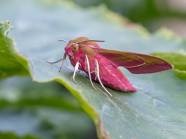Hoghly commended - Elephant hawk moth in Leigh on Sea, Essex.
