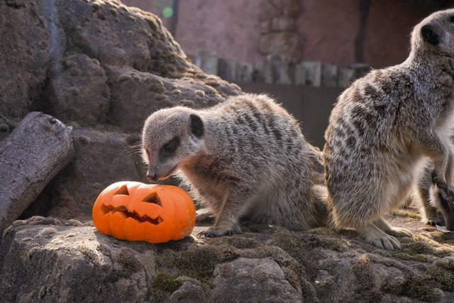 "Nine new meerkats arrive in time for some Halloween trick or treating, making themselves at home in the purpose-built Meerkat Manor. The specially designed meerkat habitat is comprised of rock formations, towering termite mounds and deep natural sand, ideal for digging or burrowing. Meerkats are often found in tight-knit groups called mobs or gangs."