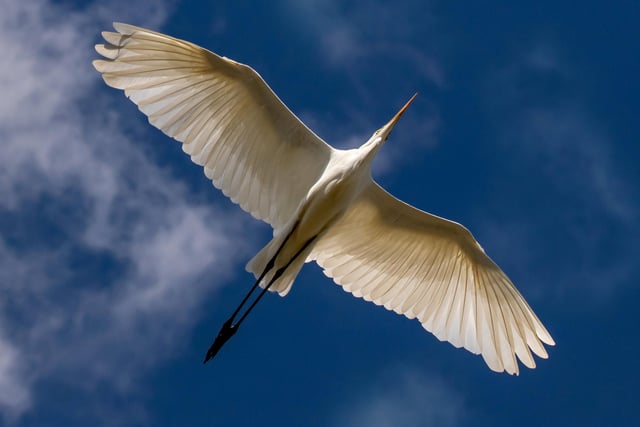A wildlife motion picture category winner -A great white egret in Essex.