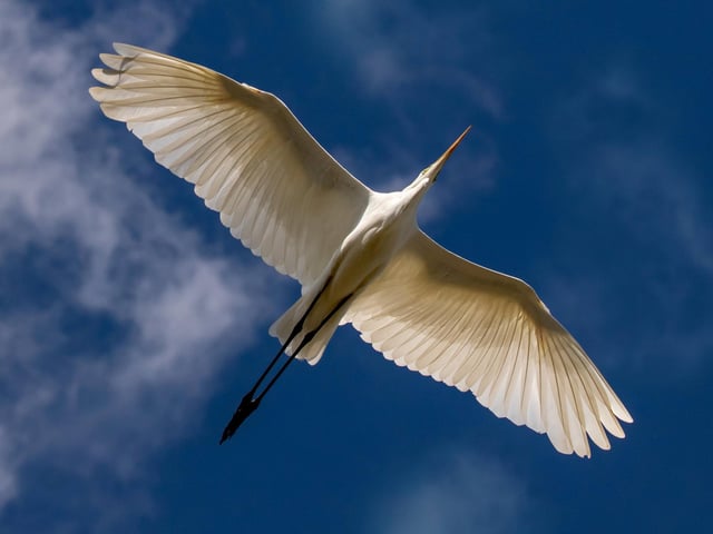 A wildlife motion picture category winner -A great white egret in Essex.