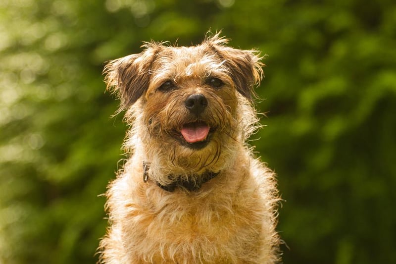Border Terriers may be small in size but they're big in personality and the ninth most popular dog in the North East. Image: Shutterstock