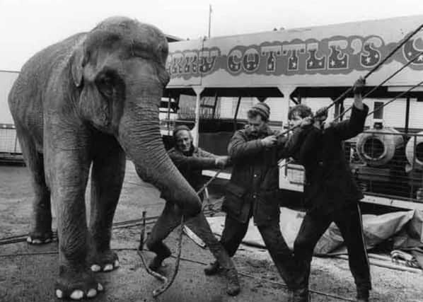 An elephant at Gerry Cottle's Circus, on Brightside Lane, Sheffield, in March 1990