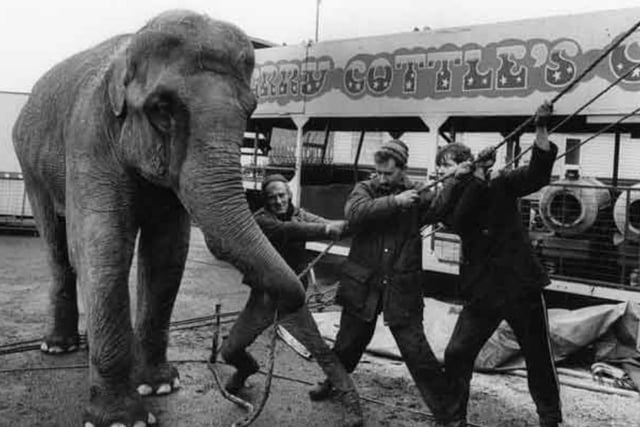 An elephant at Gerry Cottle's Circus, on Brightside Lane, Sheffield, in March 1990