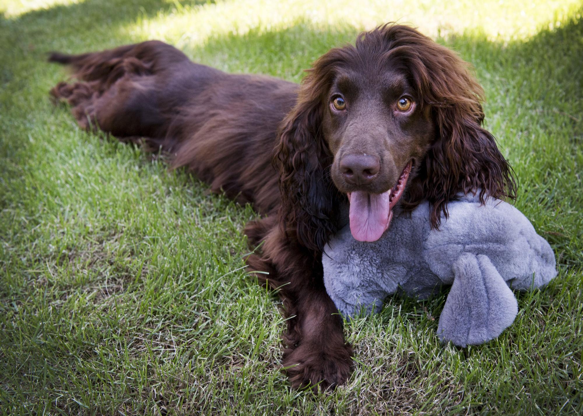 These are the most popular dogs in the south east. Picture: PIROSCHKA VAN DE WOUW/AFP via Getty Images