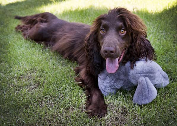 These are the most popular dogs in the south east. Picture: PIROSCHKA VAN DE WOUW/AFP via Getty Images