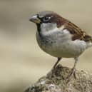 House Sparrow - Photo Ray Kennedy (rspb-images.com)