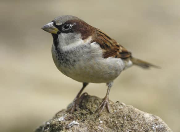 House Sparrow - Photo Ray Kennedy (rspb-images.com)