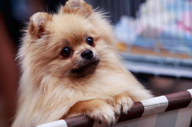 The Pomeranian is the smallest of the spitz breed and was bred down from the German Spitz, which is found in the Utility Group.