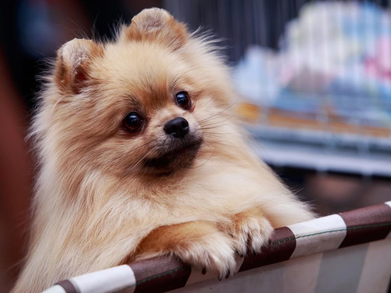 The Pomeranian is the smallest of the spitz breed and was bred down from the German Spitz, which is found in the Utility Group.