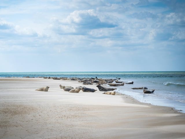 Average customer rating: 83 per cent. Beach rating: 3/5. Peace and quiet rating: 5/5
