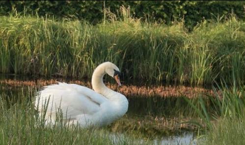 The swans must love this weather - from @adrian_holland_photography