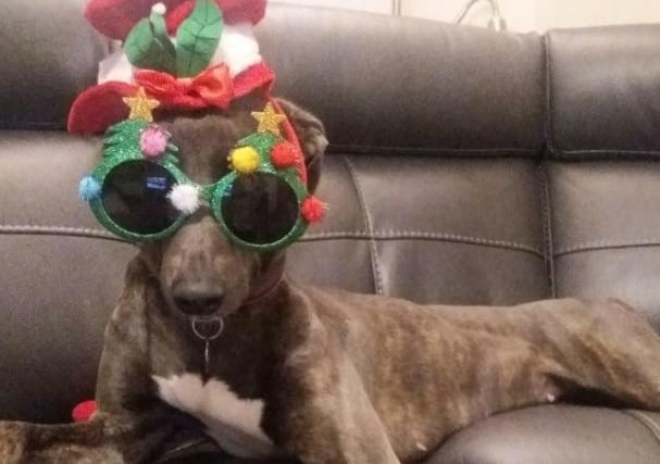 Emma Lowe posted this photo of a pet looking festive.
