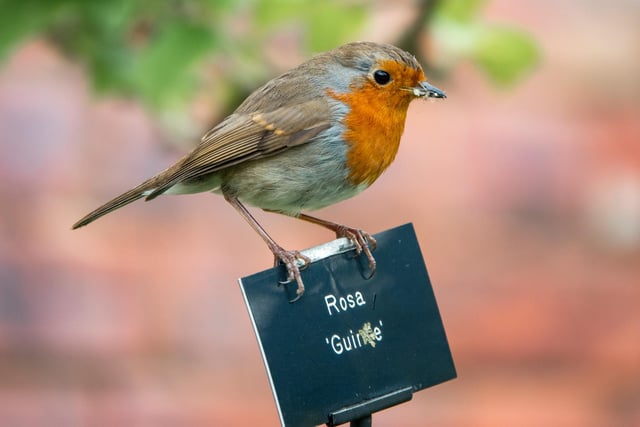 This little robin with its beak full was keeping an eye on photographer Jane Coltman.