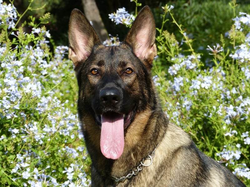 Another breed a list like this wouldn't look right without