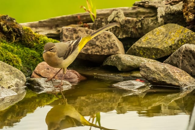 An immaculate and colourful Grey Wagtail at the waterside appears to admire its reflection in my garden pool in the Scottish Borders.
