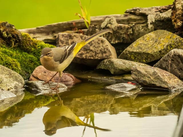 An immaculate and colourful Grey Wagtail at the waterside appears to admire its reflection in my garden pool in the Scottish Borders.