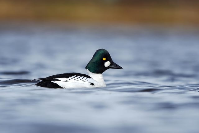 Goldeneyes at Firth of Forth (East Lothian).
