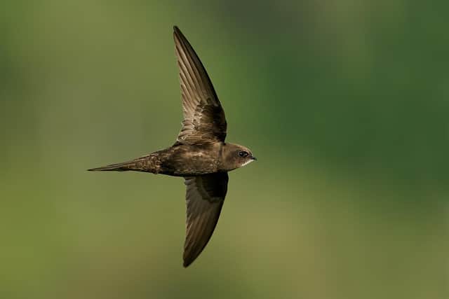 Common swift in flight in its natural enviroment