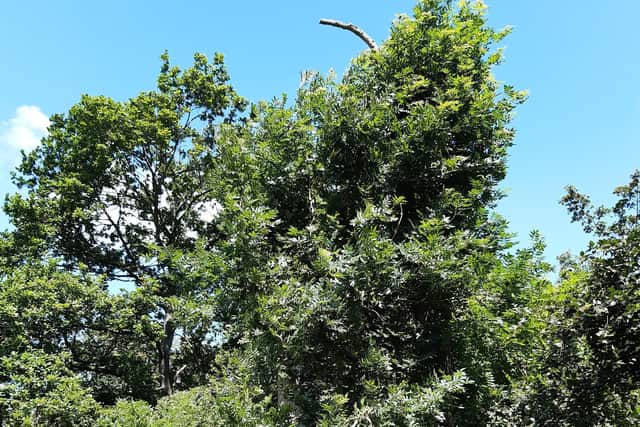 One of the ash trees in Graves Park, Sheffield that ecologist, Emeritus Professor Ian Rotherham, points out as suffering from environmental stress, rather than ash dieback. He says that after being topped it is growing more vigorously