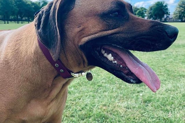 This Rhodesian Ridgeback normally loves squirrells, snuggles, walks in the peaks. Nala, has started her own hashtag during shutdown, #lockdownlookalikes where she dressed up as Prime Minister Boris Johnson. The young dog has created quite a fan base with 2,733 followers who keep up to date with her goings on.