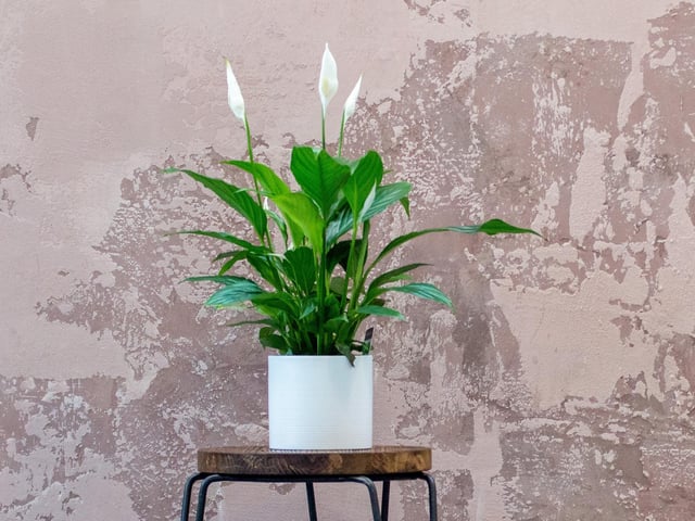 Peace lilies soak up mould spores in the air and also absorb their own water before releasing it back into their environment. If you want your peace lily to flower, place it out in the morning light, and remove it from the evening light, make sure you keep its soil damp, and lightly mist its leaves regularly. But be warned, peace lilies are poisonous to pets.
