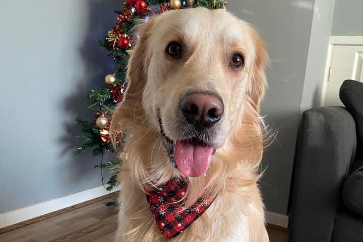 Booker is dressed and ready for Santa Claus to visit. We think he looks great!